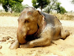 Champa se repose dans son sanctuaire.